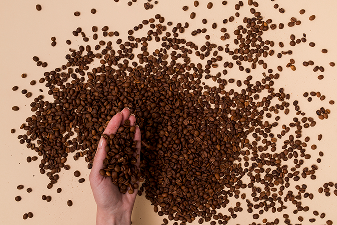 AA+ graded arabica seeds